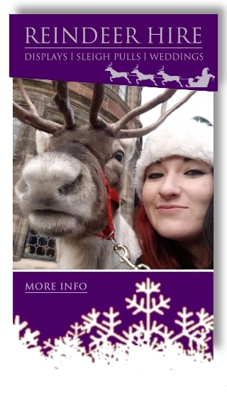 Hire a reindeer display from Willow Brook reindeer hire