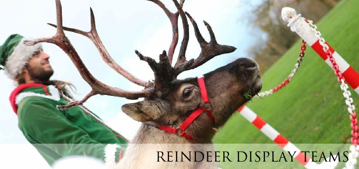 Reindeer Lodge, Reindeer Hire UK