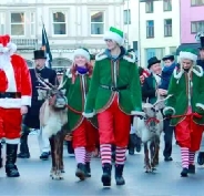 Reindeer Hire sleigh pull parade team from Willow Brook Reindeer Lodge